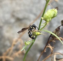 Parancistrocerus perennis