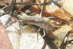 Traskorchestia traskiana