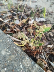 Chenopodium ficifolium