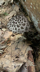 Strobilomyces strobilaceus