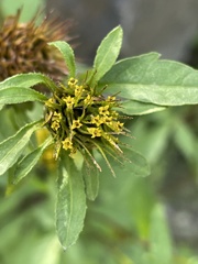 Bidens frondosa