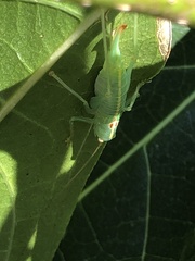Meconema meridionale
