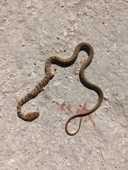 Masticophis flagellum