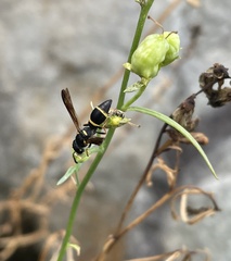 Parancistrocerus perennis