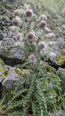Cirsium nivale