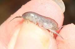 Traskorchestia traskiana