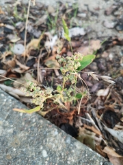 Chenopodium ficifolium