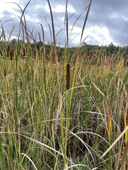 Typha angustifolia