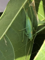 Meconema meridionale
