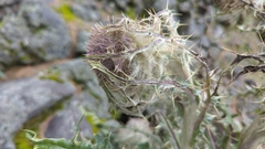 Cirsium nivale