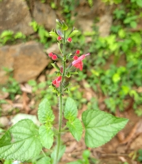 Salvia coccinea