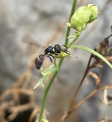 Parancistrocerus perennis