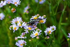 Gnophaela latipennis