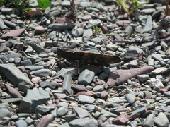 Trimerotropis verruculata