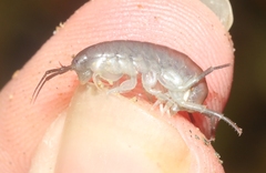 Traskorchestia traskiana