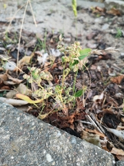 Chenopodium ficifolium