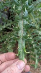 Cirsium nivale