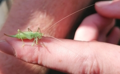 Meconema meridionale