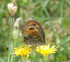 Erebia montanus