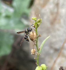 Parancistrocerus perennis