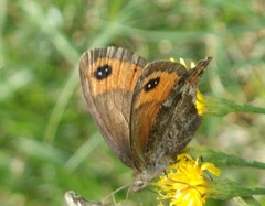 Erebia montanus