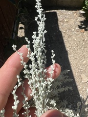 Artemisia tridentata