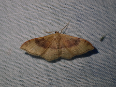 Idaea degeneraria