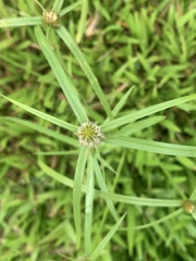 Cyperus aromaticus