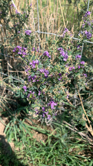 Medicago sativa