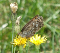 Erebia montanus