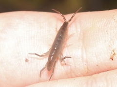 Traskorchestia traskiana