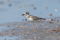Charadrius wilsonia