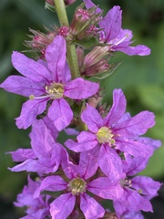 Lythrum salicaria