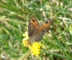 Erebia montanus