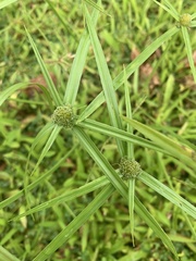 Cyperus aromaticus