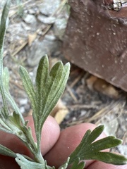 Artemisia tridentata