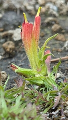 Castilleja moranensis
