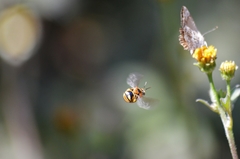 Exomalopsis auropilosa