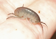 Traskorchestia traskiana