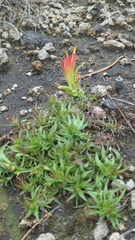 Castilleja moranensis