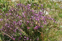 Chamaenerion fleischeri