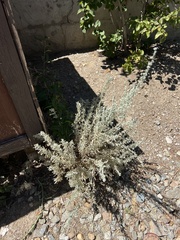 Artemisia tridentata