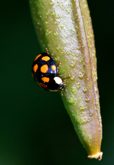 Harmonia axyridis