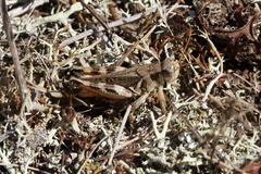 Melanoplus keeleri