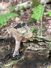 Arrhenia epichysium