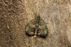Chloroclysta siterata
