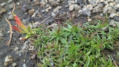 Castilleja moranensis