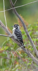Dryobates nuttallii