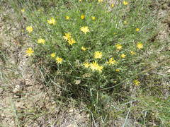 Heterotheca pedunculata