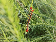Hyles euphorbiae